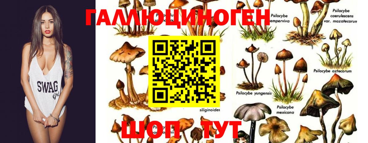 Георгиевск  Галлюциногенные грибы прущие грибы  Вход с VPN 